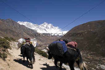 Himalayan Yaks - Nepal