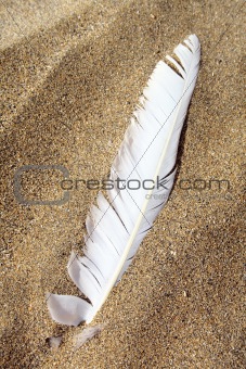 Beach Feather