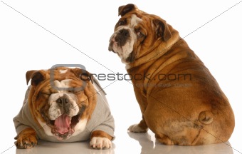 two english bulldog