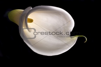 White calla lily on black