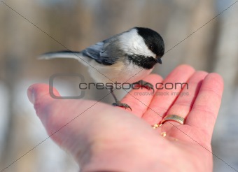 Bird in the Hand 4