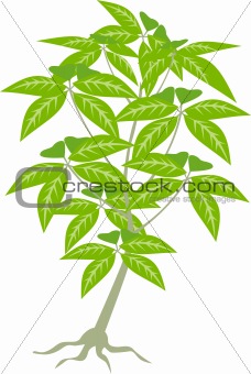 Alocasia frydek jungle plant