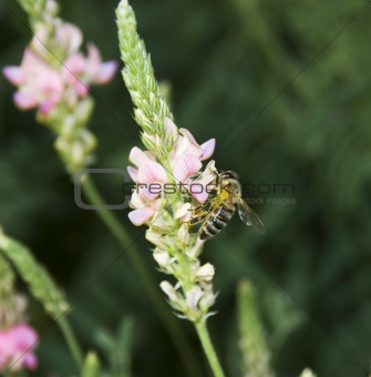 Bee collecting nectar3