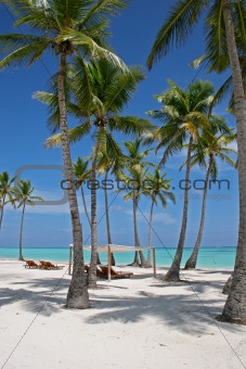 Palm Trees On Tropical Beach