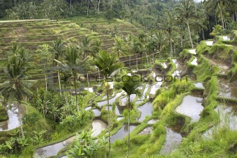 Rice fields on terraces, Indonesia (2)