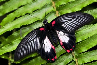 Common swallowtail butterfly