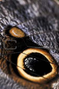 Owl Butterfly wing spots