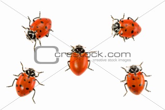 Ladybugs - Dare to Be Different