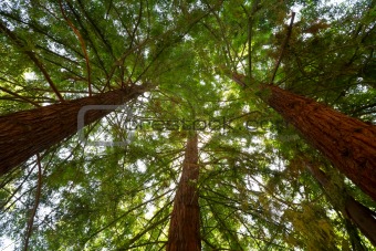 Looking up at Redwood Trees