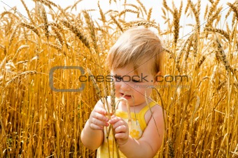 Kid examining wheat spikes