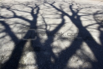 Shadow of tree on the pavement