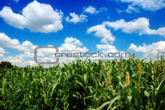corn field over cloudy blue sky