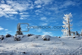Winter tree blue sky