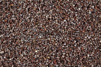 Closeup of Poppy Seeds