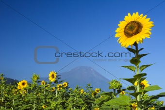 Sunflower IV