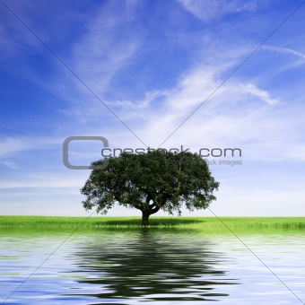 lonely tree in rural landscape with water reflex
