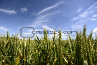 corn crop field in summer