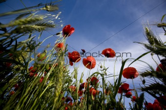 red poppies in the summer