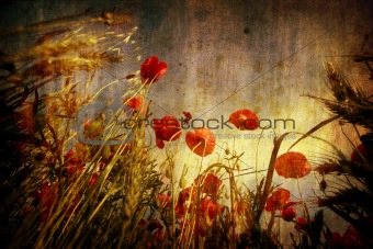 red poppies in grunge background