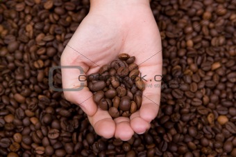 woman hand holding coffee beans