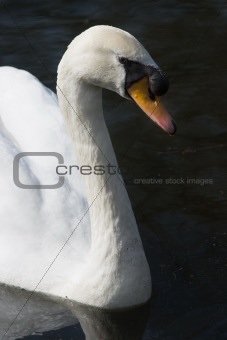 Swimming young white swan