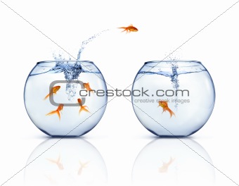 Jumping Goldfishes