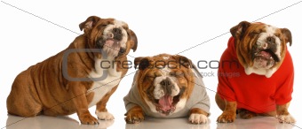 three dogs laughing