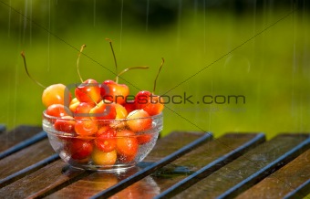 Bowl of Sweet Rainier Cherries in Rain