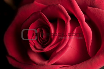 Rosa Rossa / Red rose