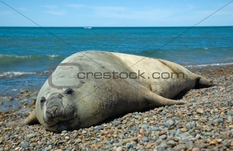 elephant seal  in Patagonia, Argentina.