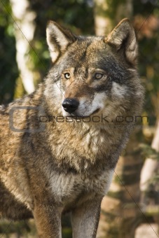 Grey wolf between birch trees