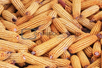 Dried corn backround