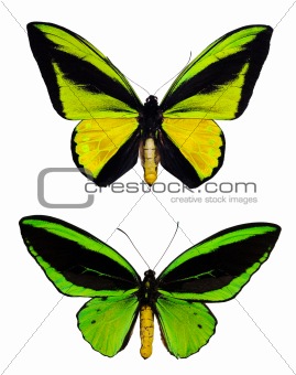 Green butterflies isolated