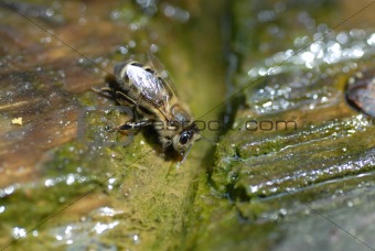 Macro Shot of a bee 