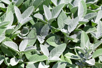 Gray Green Sage Plants