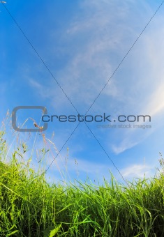 High Grass 