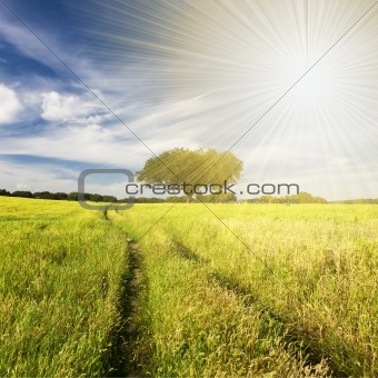 summer landscape with tree and path