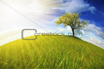 Beautiful spring landscape with lonely tree
