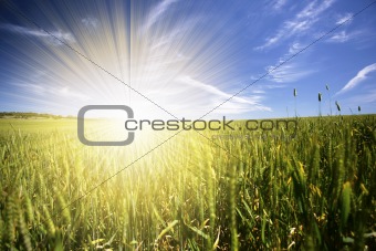 beautiful spring landscape with daisies and sunrays