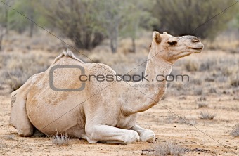 Resting camel in Australian desert near Alice Springs