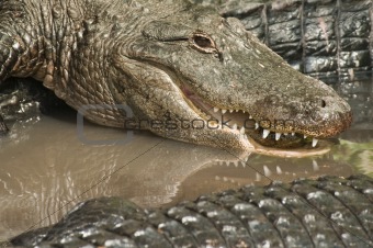 Alligators Closeup