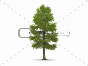 digital render of a tree model