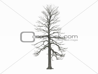 digital render of a tree model