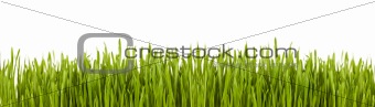 Green grass banner