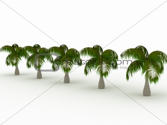 Row of palms