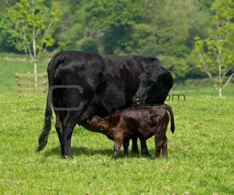 Black Calf suckling from its mother