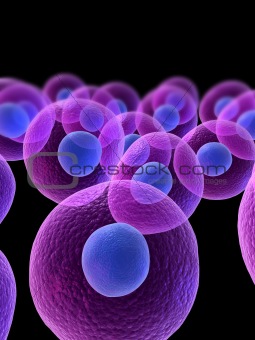 human cells