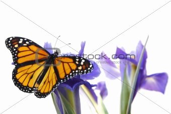 Buttefly on flowers