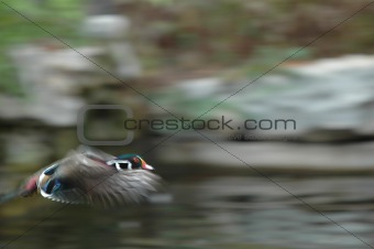 Wood Duck In Flight