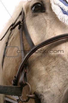 portret of horse